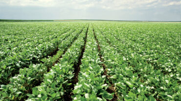 Lush green rows of crops stretch across a flat field under a bright blue sky with scattered clouds, illustrating agricultural abundance.