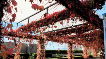 Vines with red and orange leaves drape over a shaded outdoor space.